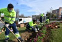 EL AYUNTAMIENTO EMBELLECE CON FLORES DE TEMPORADA EN LA ROTONDA GERENTE CARLOS MORENO EL AYUNTAMIENTO EMBELLECE CON FLORES DE TEMPORADA EN LA ROTONDA GERENTE CARLOS MORENO